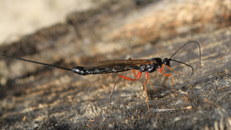 Les médicaments contre la prophylaxie des parasites