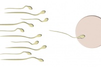 Testosteron wirkt sich auf die Steuerung der Fortpflanzungsfunktionen aus (Spermienbildung, Erektionen).