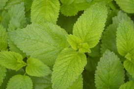 Dégustée en tisane, la mélisse citronnelle est efficace contre les troubles de l'endormissement.