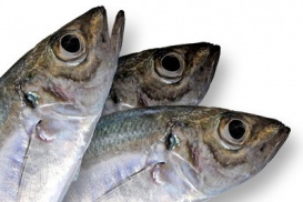 Sardinen sind ausgezeichneter «Brainfood».