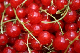 Beeren versorgen den Körper in stressigen Zeiten mit wichtigen Vitaminen. 
