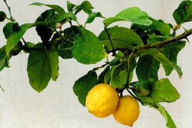 Vitamin C ist ein wirkungsvolles Antioxidans.