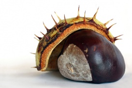 Eine gesunde Prostata hat die Form und Grösse einer Kastanie.