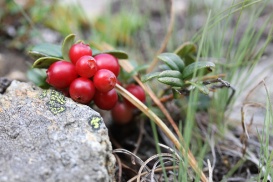Preisebeeren wirken Wunder bei Balsenentzündungen.