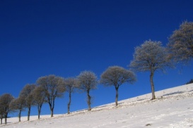 Il faut penser à l'apparition du rhume des foins en hiver déjà.