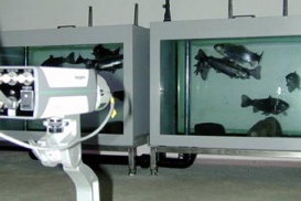 On utilise aujourd’hui encore des poissons lors la dernière phase de test dans les usines de traitement de l‘eau.
