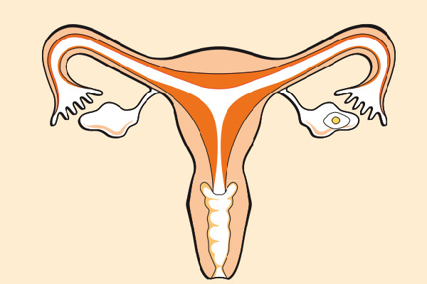 cycle des regles chez les femmes