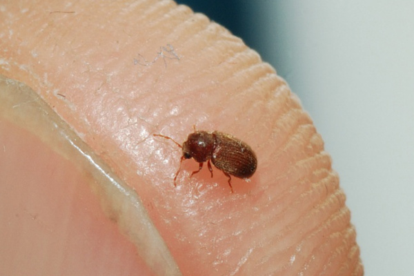Vrillette Du Pain Comment S'en Débarrasser Débarrassez-vous des parasites ménagers | vitagate