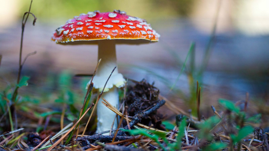 Alimentation légumes poison toxique: un amanite tue-mouche