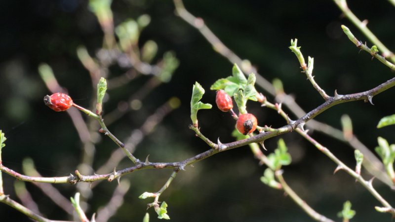 Knospen der Hagebutte