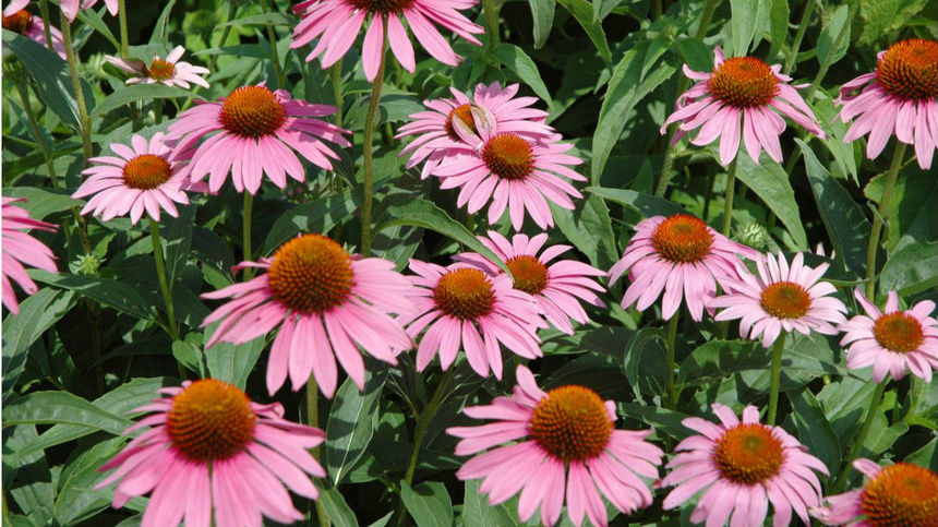Plusieurs fleurs d'échinacée