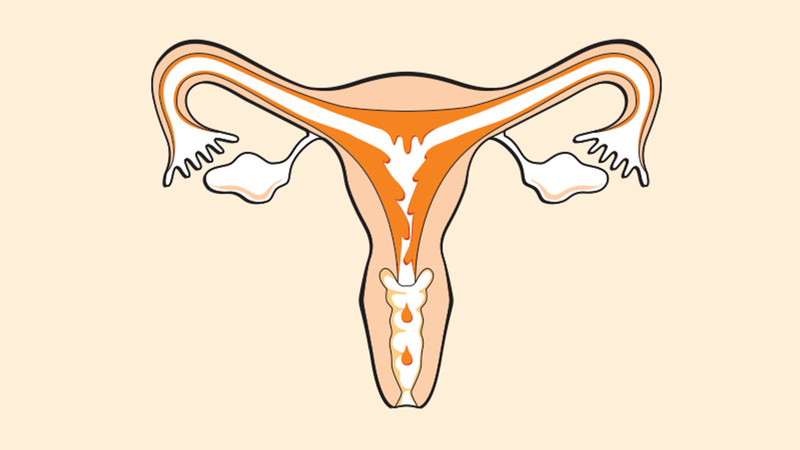 L'appareil reproducteur féminin