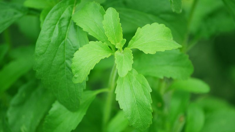 Des feuilles de stévia