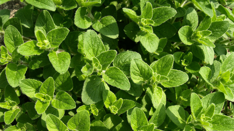 Oregano