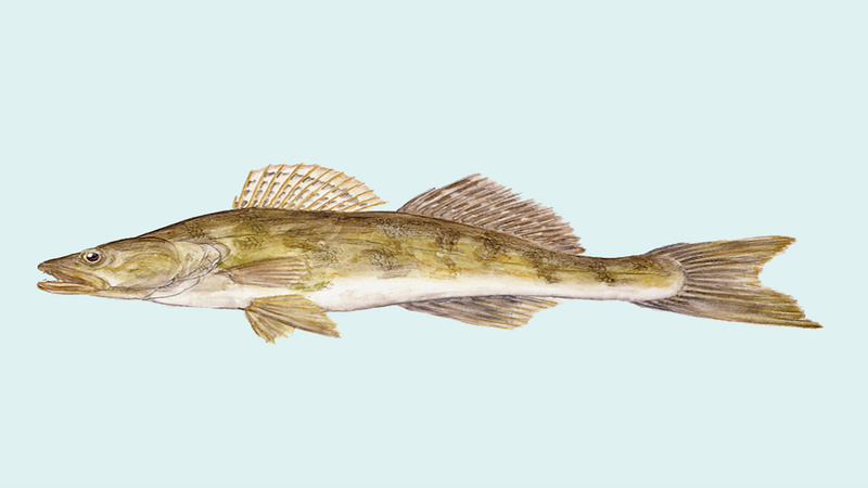 Zander, gezeichnet