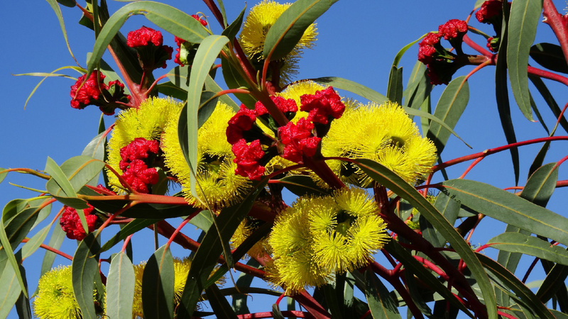 blühender Eukalyptus