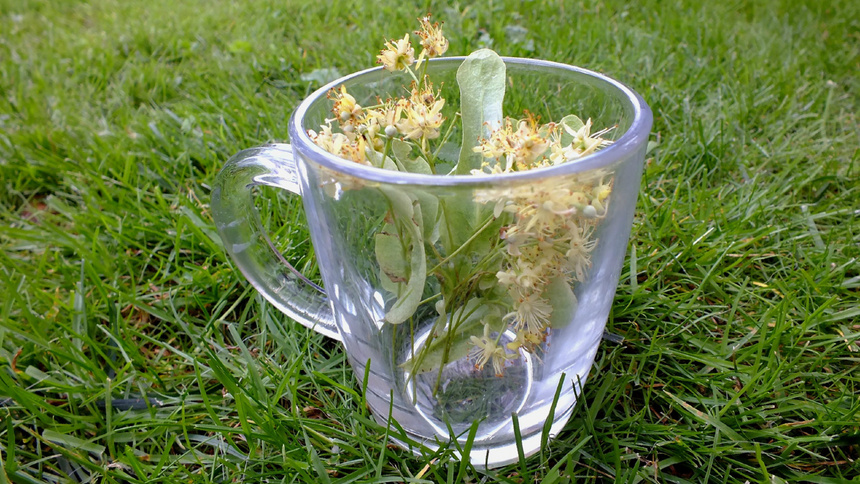 Tee, Erkältung, Kräuter: Eine durchsichtige Teetasse steht auf einem grünen Rasen. In der Tasse ist ein Zweig Lindenblüten