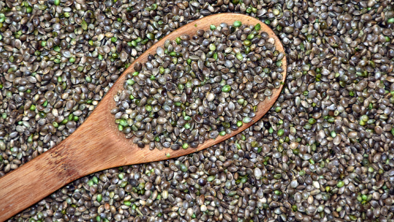 Des graines de chanvre