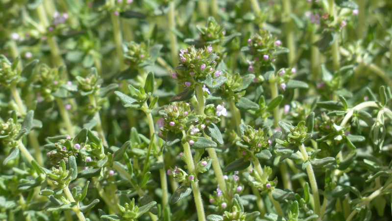 Naturheilkunde, Heilpflanzen, Keime, Erkältungen: Thymiankraut