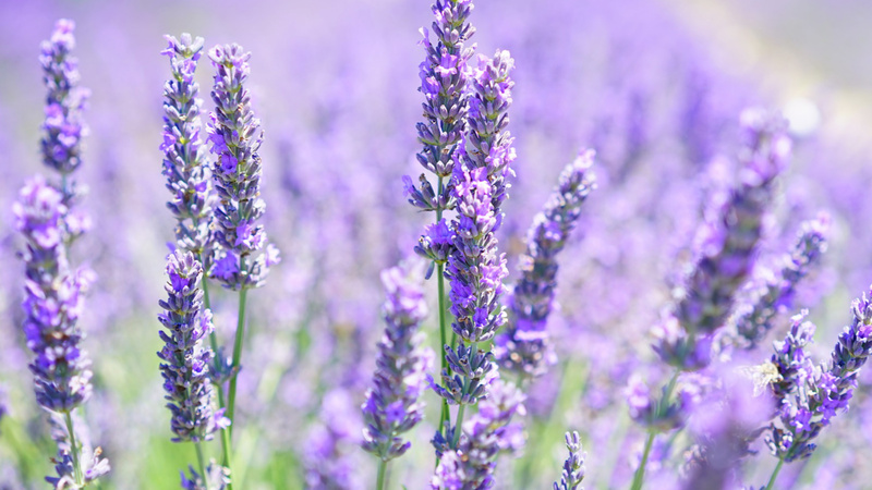 Ein paar Lavendelblüten auf einem Feld.