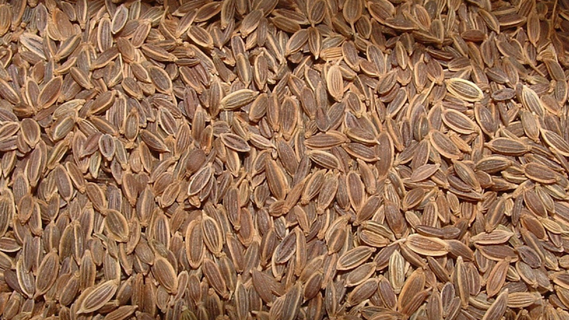 Des graines d’aneth