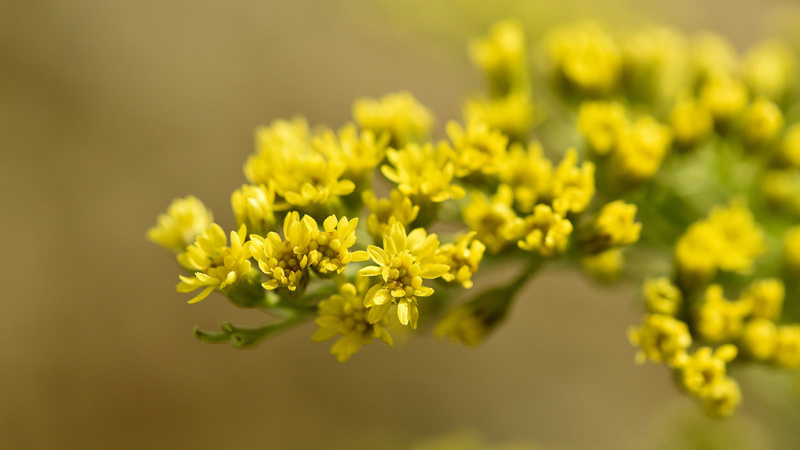 Des fleurs de verge d'or