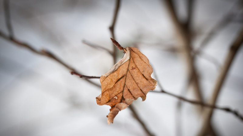 Dépression blues saisonnière hivernale hiver: une feuille morte seule suspendue à un arbuste.