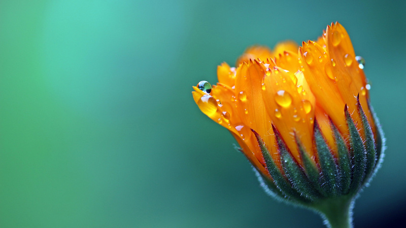 Eine halb geschlossene Ringelblumenblüte mit Tautropfen benetzt