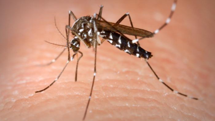 Piqûres d'insectes: un moustique-tigre sur de la peau.