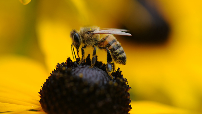 Biene auf einer gelben Blüte