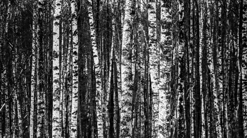 Des troncs de bouleau