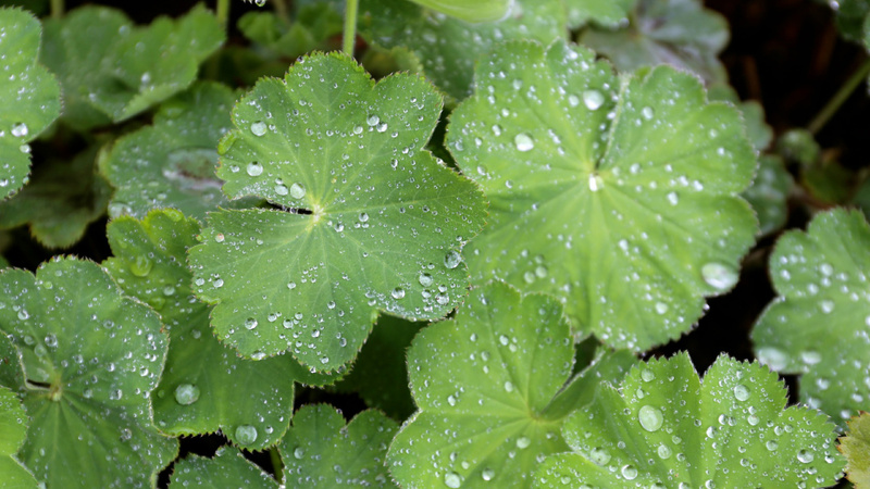 Des feuilles d'alchémille