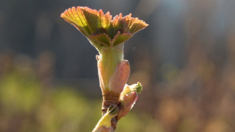 Knospen der Schwarzen Johannisbeere