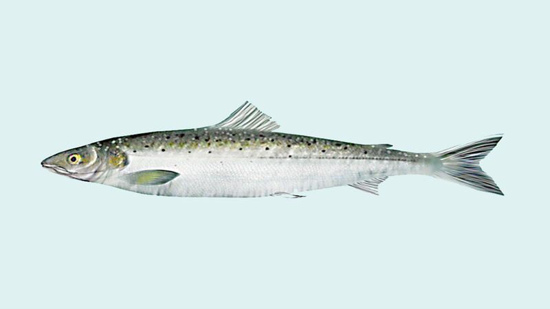 Lachs, gezeichnet