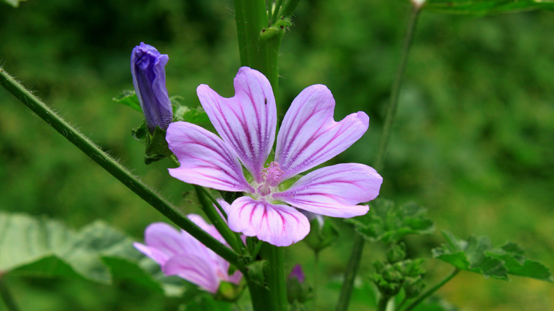 eine violett blühende Malve