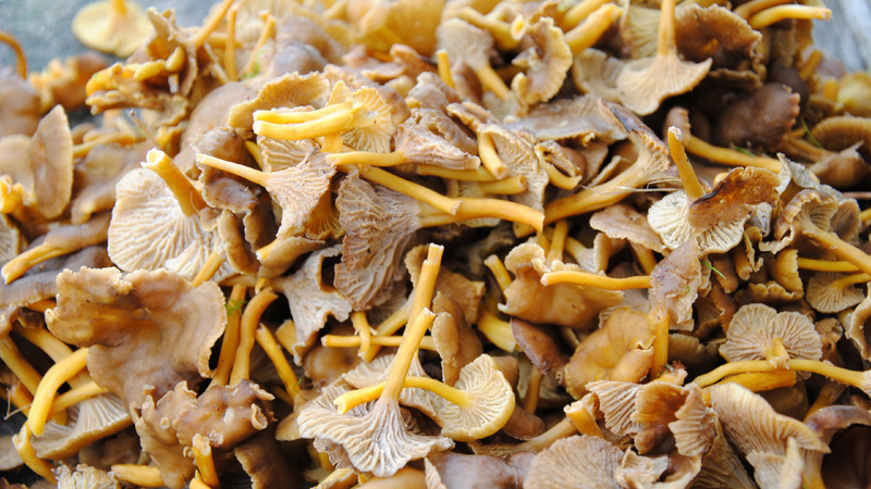 Trompetenpfifferlinge
