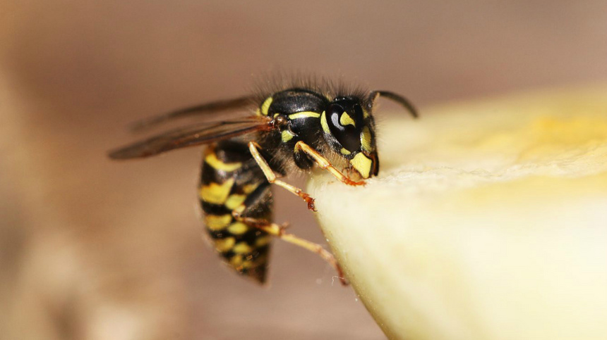 Piqûres d'insectes: une guêpe