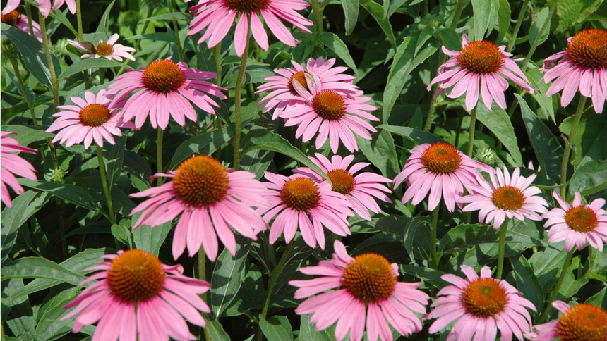 Des fleurs d'échinacée