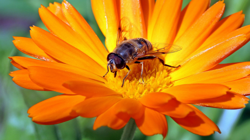 Eine Ringelblumenblüte.