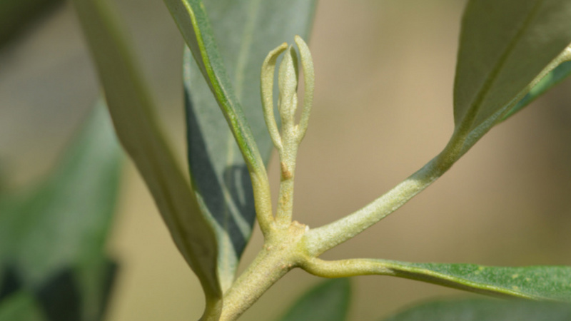 Knospen des Olivenbaumes