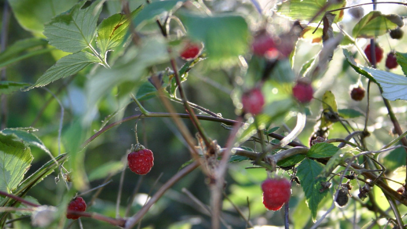 Des framboises