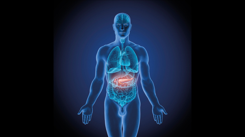 Körper, Organe, Bauchspeicheldrüse: Zeichnung eines menschlichen Körpers, die Organe sind sichtbar, die Bauchspeicheldrüse rot markiert