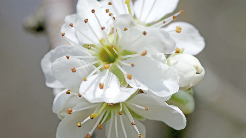 Kirschpflaumenblüten