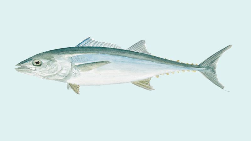 Thunfisch, gezeichnet