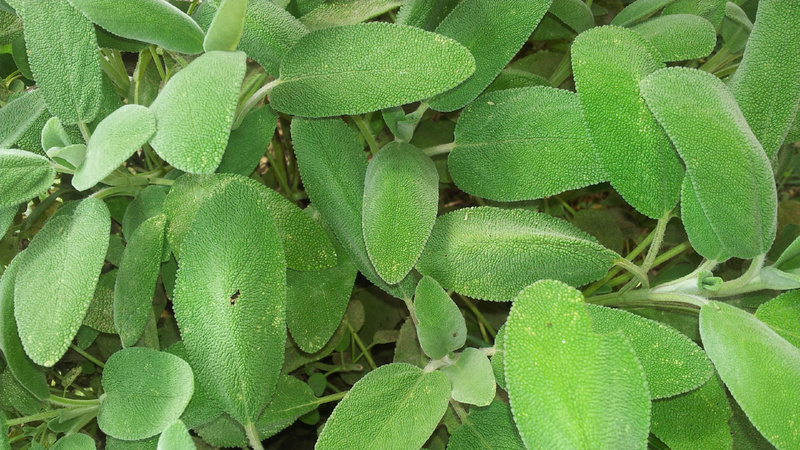 Salbei
