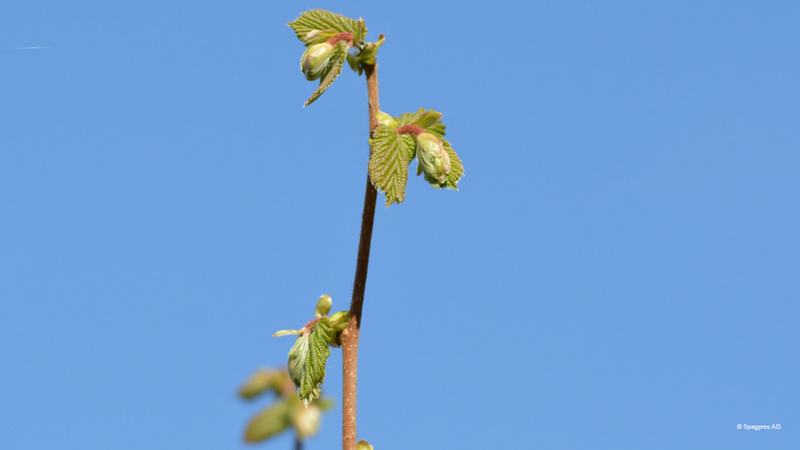 Knospen der Gemeinen Hasel