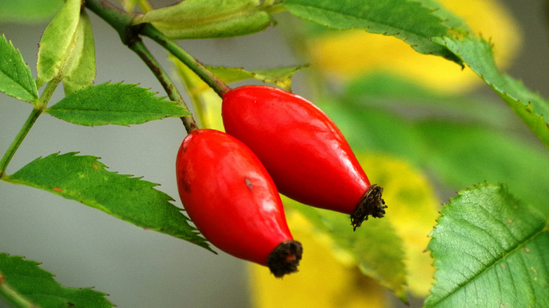 Deux fruits d'églantier.
