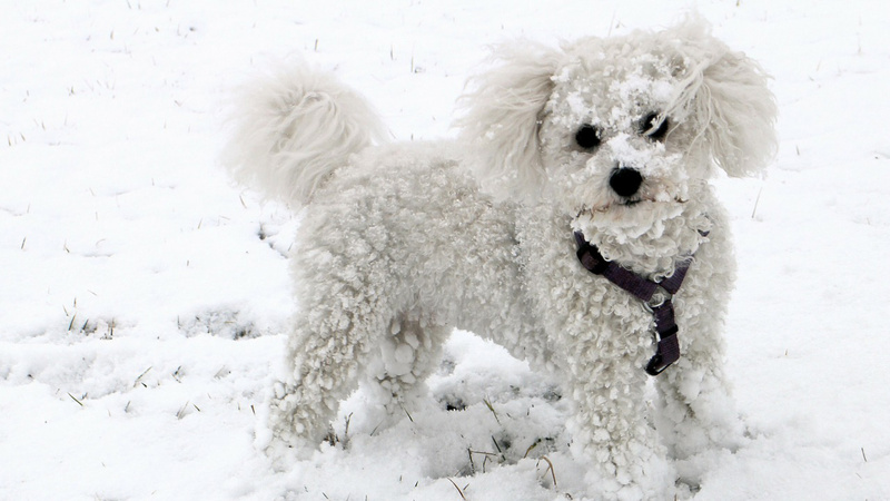 Kleiner weisser Hund steht im Schnee