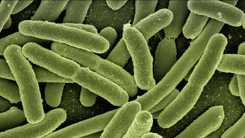 Bakterien, Probiotika, Darmflora, Vaginalflora, Mundflora: Escherichia coli bacteria durch ein Mikroskop betrachtet