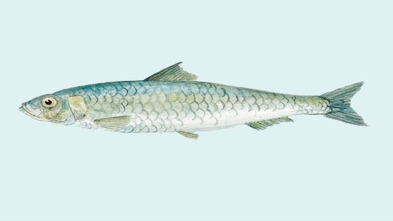 Sardine, gezeichnet
